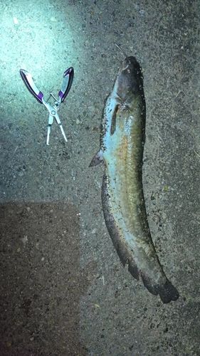 ニホンナマズの釣果