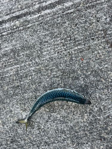 サバの釣果