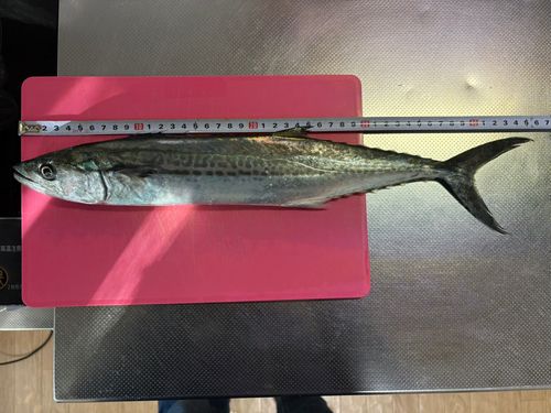 サゴシの釣果