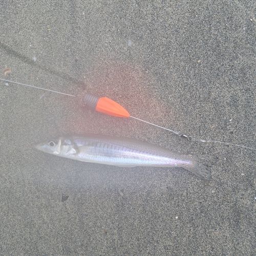 キスの釣果