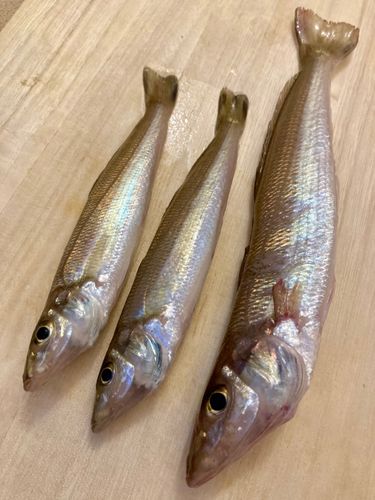 キスの釣果