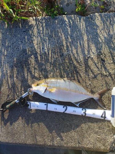カンパチの釣果