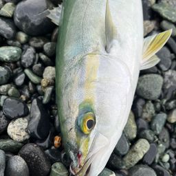 ワカシ