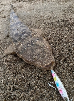 マゴチの釣果