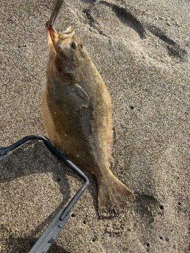 マゴチの釣果