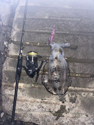 アオリイカの釣果