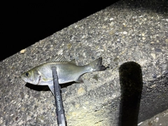 セイゴ(マルスズキ)の釣果