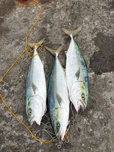 ワラサの釣果
