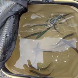 カタクチイワシ