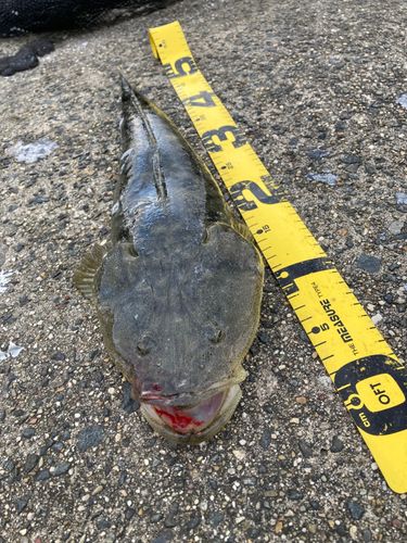 マゴチの釣果