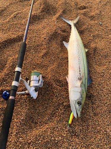 サワラの釣果