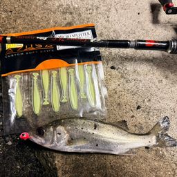 セイゴ（マルスズキ）