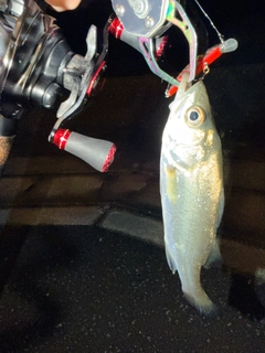セイゴ(マルスズキ)の釣果