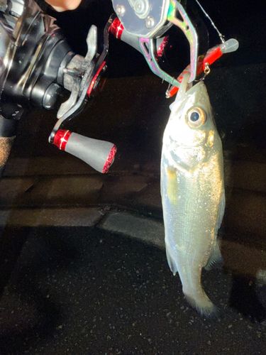 セイゴ（マルスズキ）の釣果