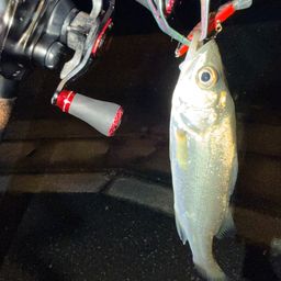 セイゴ（マルスズキ）