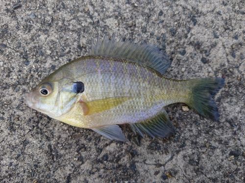 ブルーギルの釣果