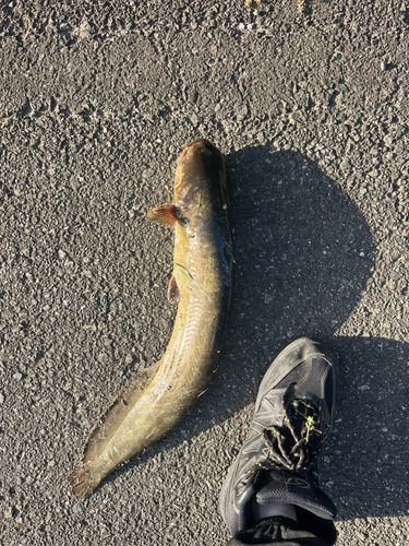 ナマズの釣果