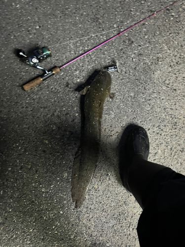 ナマズの釣果