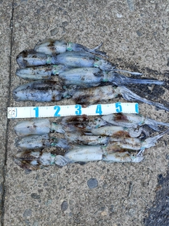 アオリイカの釣果