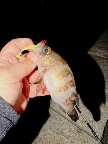 メバルの釣果