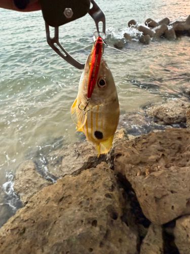 ヤマトビーの釣果