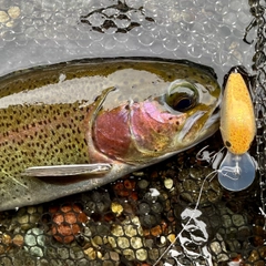 ニジマスの釣果