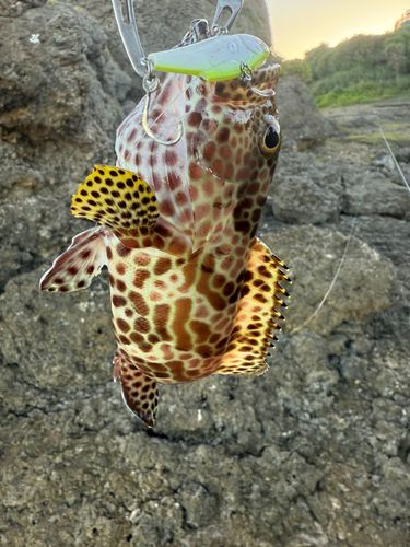 イシミーバイの釣果