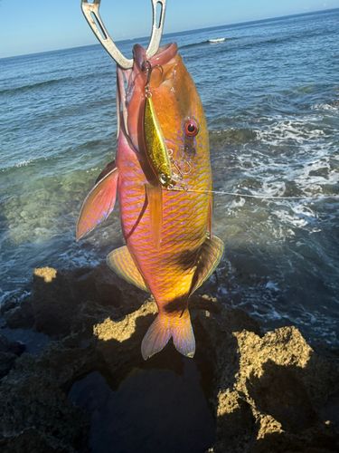 オジサンの釣果