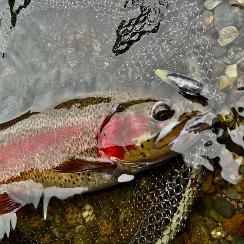 ニジマスの釣果