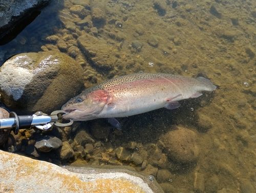 ニジマスの釣果