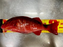 オジサンの釣果