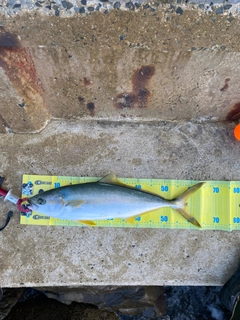 ヒラマサの釣果