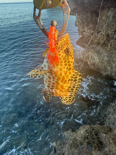 イシミーバイの釣果