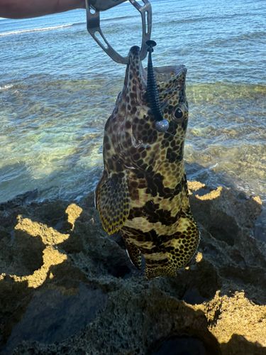 イシミーバイの釣果