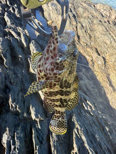 イシミーバイの釣果