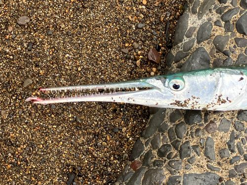 ダツの釣果