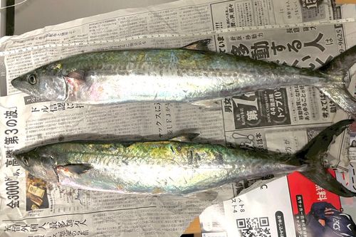 サゴシの釣果
