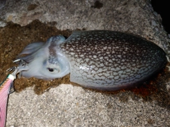 シリヤケイカの釣果
