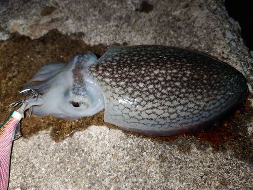 シリヤケイカの釣果
