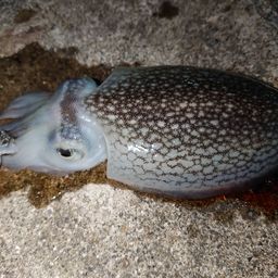 シリヤケイカ