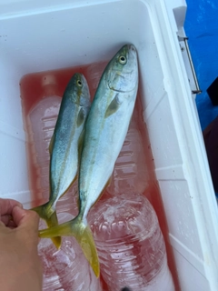 ツバスの釣果