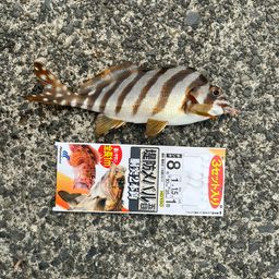 タカノハダイ