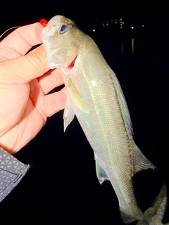 セイゴ(マルスズキ)の釣果