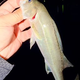 セイゴ（マルスズキ）