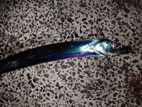 タチウオの釣果
