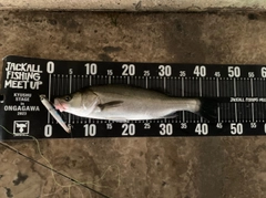 セイゴ(マルスズキ)の釣果