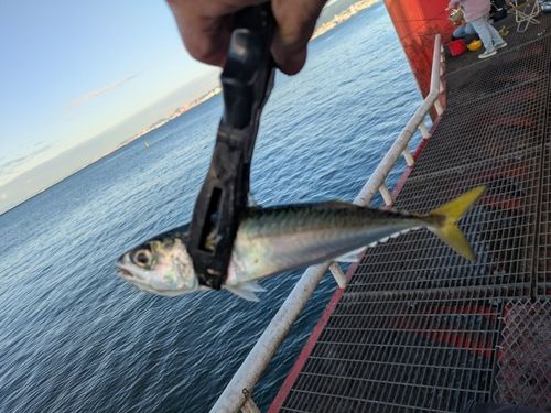 サバの釣果