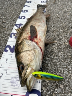 シーバスの釣果