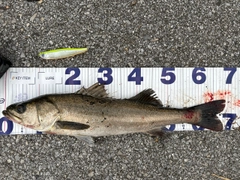 シーバスの釣果