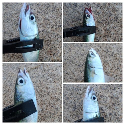 サバの釣果